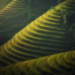 agriculture-1822443_1920