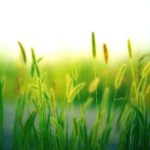 grass-3801535_1920